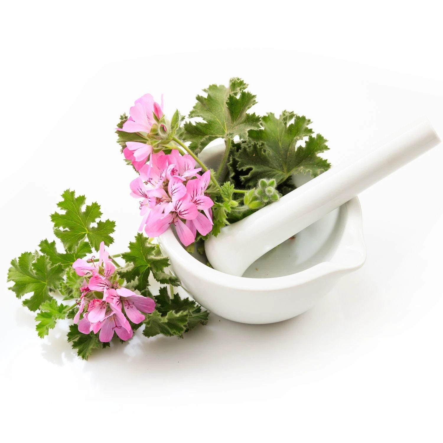 Citronella Lemon Eucalyptus ~ for Backyard Bathing by SpaDepot